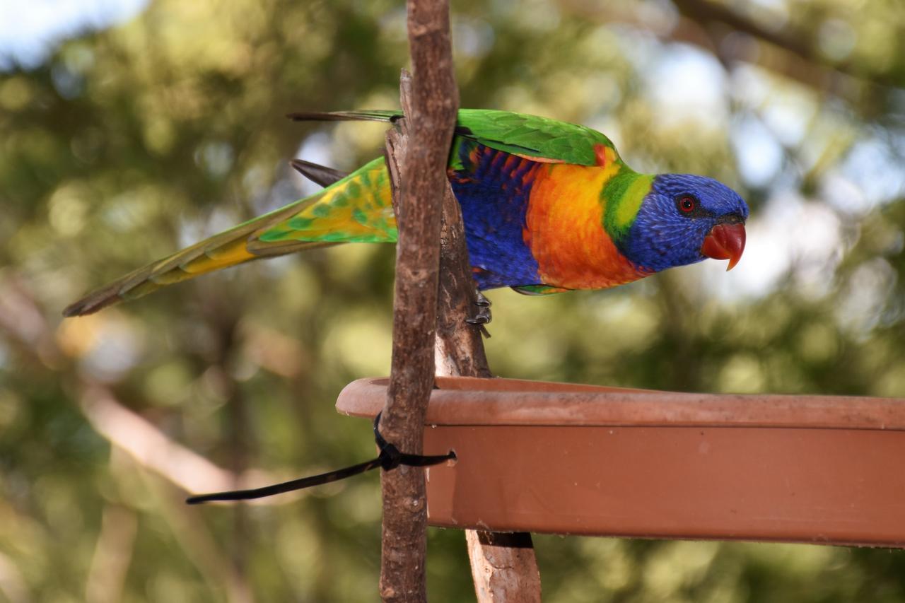 Mt Larcom Tourist Park Hotel Mount Larcom Luaran gambar